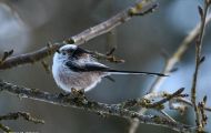 Tiere, Vögel - Sperlingsvögel  Schwanzmeise_Aegithalos caudatus_Long-tailed Tit 06.JPG