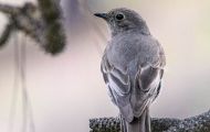 Tiere, Vögel - Sperlingsvögel  Vireo_Vireo vicinior_Gray Vireo 04.JPG