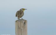 Tiere, Vögel - Sperlingsvögel  Westlicher Lerchenstärling_Sturnella neglecta_Western Meadowlark 04.JPG