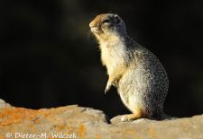 Ziesel in Nordamerika - Kolumbiaziesel, Capitol Reef NP, Utah.JPG