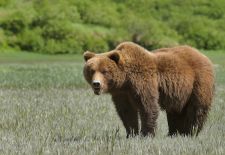 04 Braunbären in Alaska - Kukak Bay  Katmai Nat'l. Park_.JPG