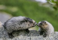 Wildlife in Alaska - Eisgraues Murmeltier