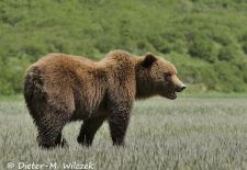 Alaskas Tierwelt - Artenvielfalt im hohen Norden - Braunbär.JPG