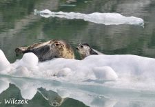 Entdeckungsreise durch Alaska - Seehundfamilie, Tracy Arm Fjord.JPG