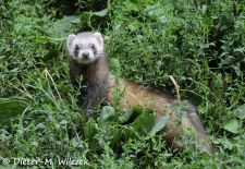 Tiere der Great Plains - Frettchen.JPG