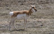 Tiere, Säugetiere - Huftiere   Gabelbock_Antilocapra americana_Pronghorn Antelope 10.JPG