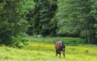 Tiere, Säugetiere - Huftiere  Bayerisches Warmblut_Bavarian Warmblood 01.JPG