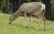 Tiere, Säugetiere - Huftiere  Maultierhirsch_Odocoileus hemionus_Mule Deer 01.JPG