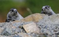 Tiere, Säugetiere - Nagetiere  Eisgraues Murmeltier_Marmota caligata_Hoary Marmot 01.JPG