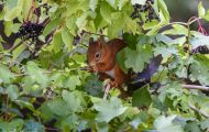 Tiere, Säugetiere - Nagetiere  Europäisches Eichhörnchen_Sciurus vulgaris_Eurasian Red Squirrel 07.JPG