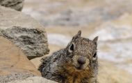 Tiere, Säugetiere - Nagetiere  Felsenziesel_Spermophilus variegatus_Rock Squirrel 05.JPG