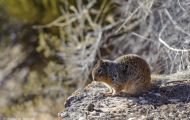 Tiere, Säugetiere - Nagetiere  Felsenziesel_Spermophilus variegatus_Rock Squirrel 08.JPG