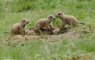 Tiere, Säugetiere - Nagetiere  Schwarzschwanz Präriehund_Cynomys ludovianus_Black-Tailed Prairie Dog 04.JPG