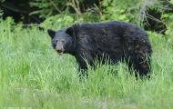 Tiere, Säugetiere - Raubtiere  Schwarzbär_Ursus americanus_ Black Bear 05.JPG