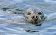 Tiere, Säugetiere - Raubtiere  Seehund_Phoca vitulina_Harbor Seal 02.JPG