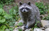 Tiere, Säugetiere - Raubtiere  Waschbär_Procyon lotor_Raccoon 13.JPG