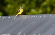 Tiere, Vögel - Sperlingsvögel Gebirgsstelze_Motacilla cinerea_Gray Wagtail 03.JPG