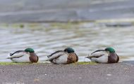 Tiere, Vögel - Gänsevögel  Stockente_Anas platyrhynchos_Mallard 11.JPG