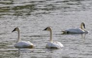Tiere, Vögel - Gänsevögel  Zwergschwan_Cygnus columbianus_Tundra Swan 05.JPG