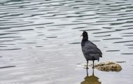 Tiere, Vögel - Kranichvögel  Blässhuhn_Fulica atra_Eurasian Coot 04.JPG