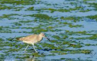 Tiere, Vögel - Regenpfeiferartige Vögel  Schlammtreter_Catoptrophorus semipalmatus_Willet 05.JPG