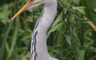 Tiere, Vögel - Ruderfüßer  Graureiher_Ardea cinerea_Grey Heron 06.JPG
