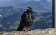 Tiere, Vögel - Sperlingsvögel  Alpendohle_Pyrrhocorax graculus_Yellow-Billed Chough 01.JPG
