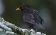 Tiere, Vögel - Sperlingsvögel  Amsel_Turdus merula_Common Blackbird 02.JPG