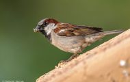 Tiere, Vögel - Sperlingsvögel  Haussperling_Passer domesticus_House Sparrow 01.JPG