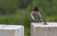 Tiere, Vögel - Sperlingsvögel  Junko_Junco hyemalis_Dark-eyed Junco 04.JPG