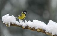 Tiere, Vögel - Sperlingsvögel  Kohlmeise_Parus major_Great Tit 15.JPG