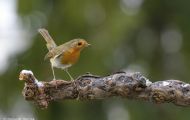 Tiere, Vögel - Sperlingsvögel  Rotkehlchen_Erithacus rubecula_European Robin 08.JPG