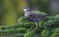 Tiere, Vögel - Sperlingsvögel  Star_Sturnus vulgaris_Common Starling 02.JPG
