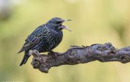 Tiere, Vögel - Sperlingsvögel  Star_Sturnus vulgaris_Common Starling 10.JPG