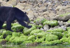 Vancouver Island - Tofino, Schwarzbär bei der Futtersuche.JPG