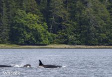 Vancouver Island - Tofino, Schwertwal Familie im Clayoquot Sound.JPG
