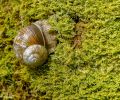 Weichtiere, Schnecken -  Weinbergschnecke_Helix pomatia_Edible Snail 03.JPG
