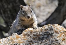 Ziesel in Nordamerika - Felsenziesel, Bryce Canyon NP, Utah.JPG