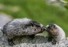 Marmots - Cute and Curious / Hoary marmot