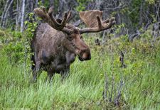 Canadian Rockies 09-2.JPG