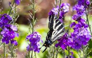 Fluginsekten, Neuflügler - Schmetterlinge  Schwalbenschwanz Schmetterling_Papilio machaon_Swallowtail 03.JPG