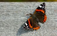 Fluginsekten, Neuflügler - Schmetterlinge Roter Admiral_Vanessa atalanta_Red Admiral 03.JPG