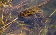 Froschlurche, Echte Froesche - Erdkroete_Bufo bufo_ Common Toad 06.JPG