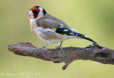 Heimische Gartenvögel - Gefiederte Freunde - Stieglitz.JPG