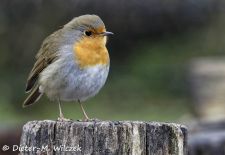 Heimische Gartenvögel - Rotkehlchen.JPG