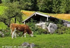 Mein Werdenfelser Land - Saftige Wiesen an der Hochalm.JPG