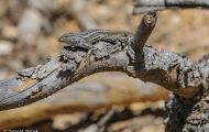 Reptilien, Echsen - Seitenfleckenleguan_Uta stansburiana_Side-Blotched Lizzard 03.JPG