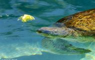 Reptilien, Schildkröten - Unechte Karettschildkröte_Caretta caretta_Loggerhead Turtle 03.JPG