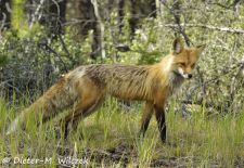 Tiere der Great Plains - Rotfuchs.JPG