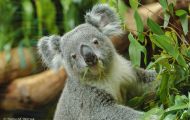 Tiere, Säugetiere - Beuteltiere  Koalabär_Phascolarctos cinereus_Koala bear 04.JPG